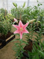 [4323 Aktiva VZ No01.JPG]